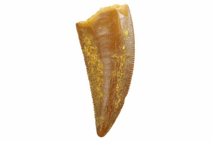 Serrated, Raptor Tooth - Real Dinosaur Tooth #186105